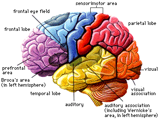 some brain areas