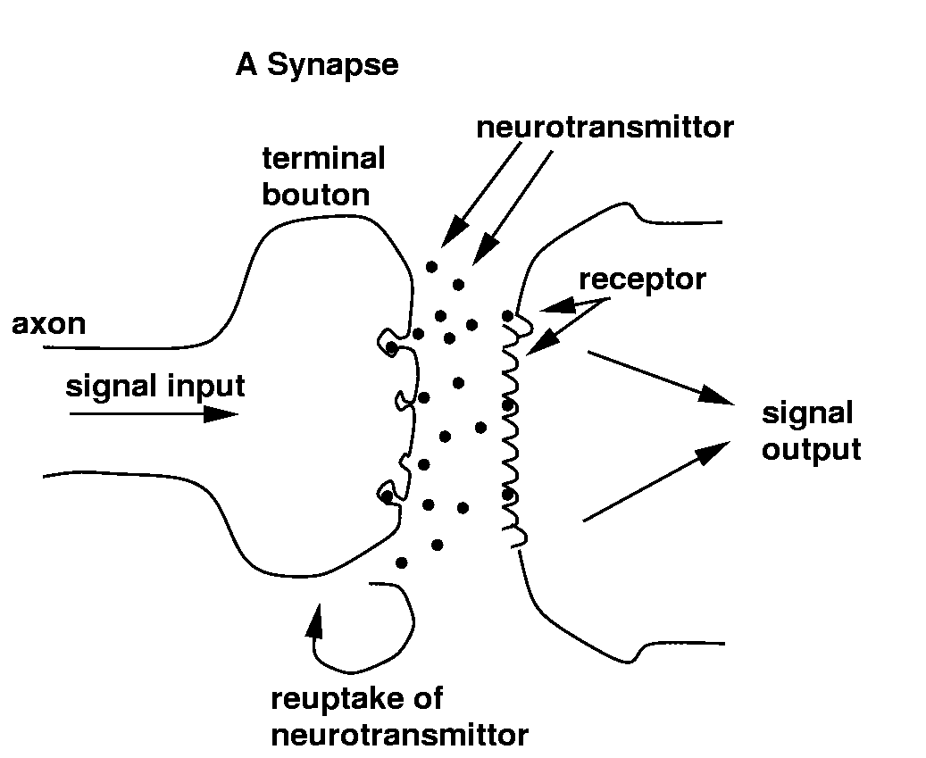 synapse figure